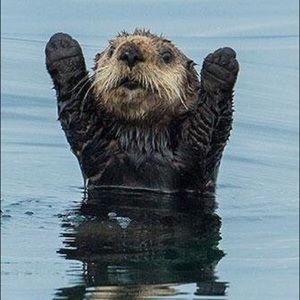 Meet your Posher, Josh